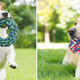 DELOMO Dog Rope Toy, 3-Pack | $12 | Amazon | Promo code 4XKZFXCF
